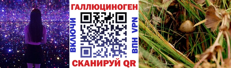 Псилоцибиновые грибы GOLDEN TEACHER  Купить где  Талица 